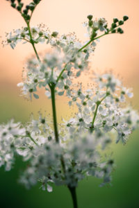 Inflorescence of the true meadowsweet, Filipendula ulmaria, close-up, Inflorescence of the true meadowsweet, Filipendula ulmaria, close-up,